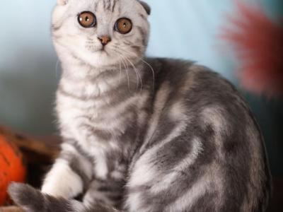 Jordan - Scottish Fold - Gallery Photo #1