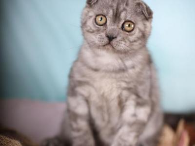 Iron - Scottish Fold - Gallery Photo #1