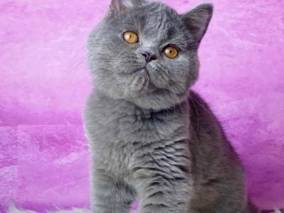 Bruno - British Shorthair - Gallery Photo #1