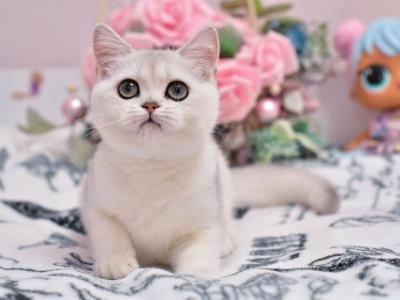 Tiffany - British Shorthair - Gallery Photo #1