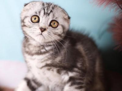 Helga - Scottish Fold - Gallery Photo #1