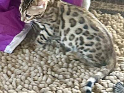 Bengal Kittens TICA Registered - Bengal - Gallery Photo #1