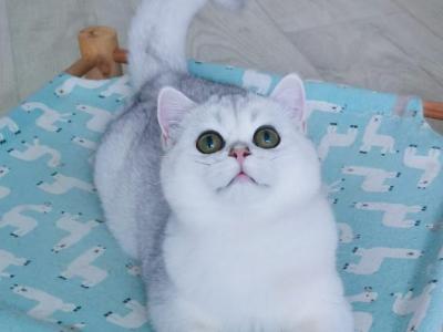 BRInss12 - British Shorthair - Gallery Photo #1