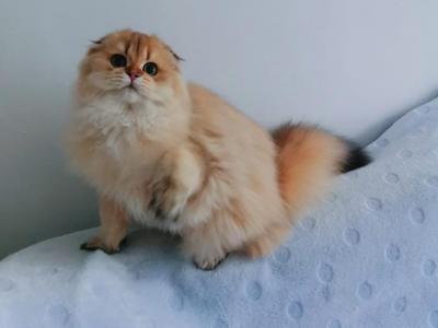 Sflny 11 - Scottish Fold - Gallery Photo #1