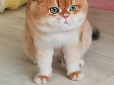 Megan - British Shorthair - Gallery Photo #1