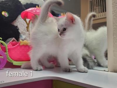 Scottish Straight Shorthair Female Pink Collar - Scottish Straight - Gallery Photo #1