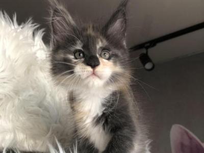 Penelope Rinard Pride - Maine Coon - Gallery Photo #1