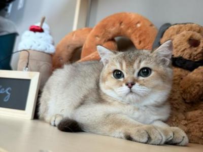 Ny25 - British Shorthair - Gallery Photo #1