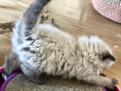 Gorgeous Persian Himalayan Ragdoll Kittens - Ragamuffin - Gallery Photo #1