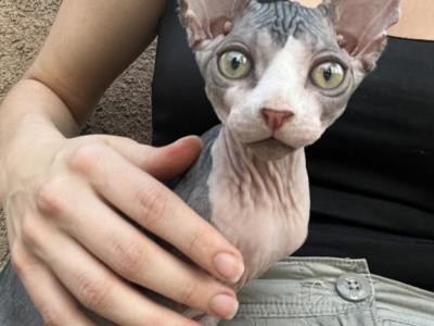 Baby With Stripes - Sphynx - Gallery Photo #1