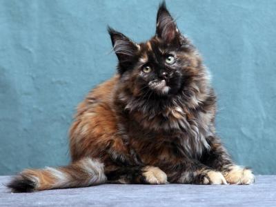 Fiffa - Maine Coon - Gallery Photo #1