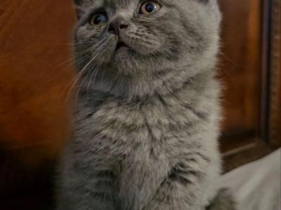 British Shorthair Kittens  Ready To Go Home - British Shorthair - Gallery Photo #1