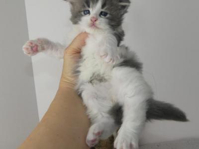 Blue Tabby With White Male - Maine Coon - Gallery Photo #1