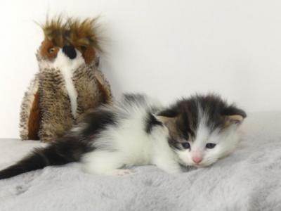 Brown Tabby With White Male - Maine Coon - Gallery Photo #1