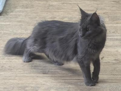 Registered Blue Smoke Female - Maine Coon - Gallery Photo #1