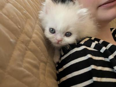 Mozzarella - Persian - Gallery Photo #1