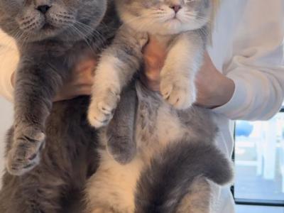 Purebred Scottish Fold Male - Scottish Fold - Gallery Photo #1