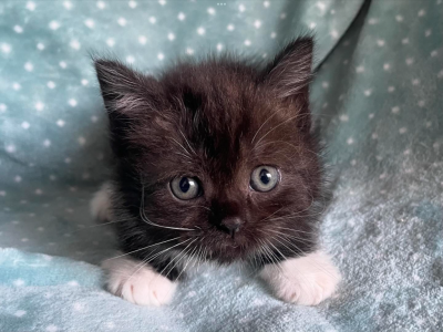 British Shorthair Dark And White  Male - British Shorthair - Gallery Photo #1