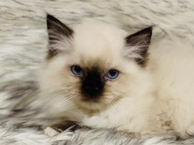 Beau - Ragdoll - Gallery Photo #1