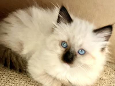 Bruno - Ragdoll - Gallery Photo #1