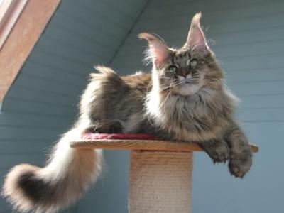 Eshli - Maine Coon - Gallery Photo #1