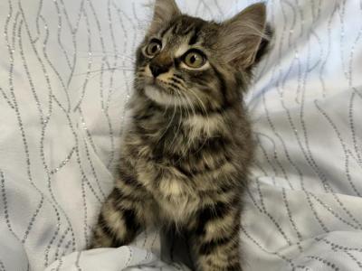 Maine Coon Kittens - Maine Coon - Gallery Photo #1