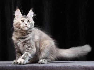 Delica - Maine Coon - Gallery Photo #1