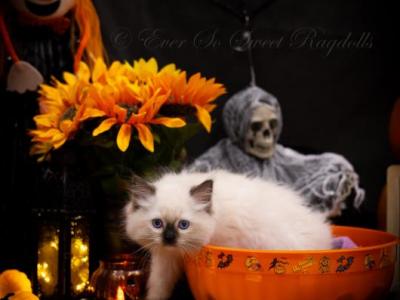 Ever So Sweet Ragdolls - Ragdoll - Gallery Photo #1