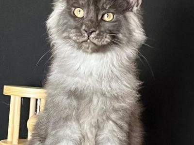 Azart - Maine Coon - Gallery Photo #1