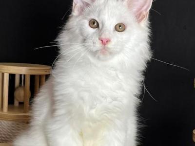 Absolut - Maine Coon - Gallery Photo #1