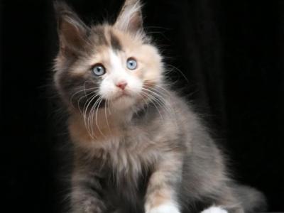 Ivetta - Maine Coon - Gallery Photo #1