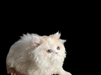 Cfa Registered Red Bicolor Male Kitten - Persian - Gallery Photo #1