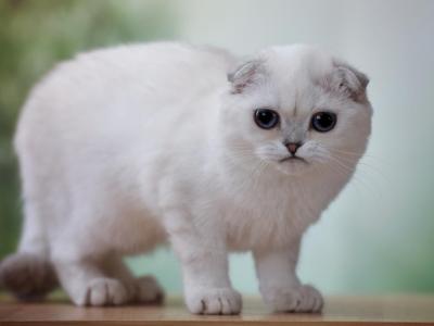 White Scottish Fold - Scottish Fold - Gallery Photo #1