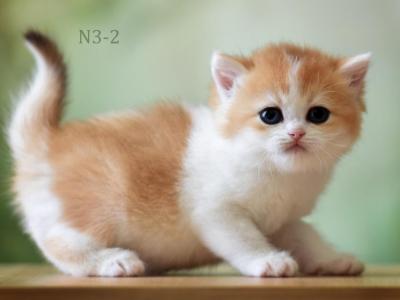 Scottish Fold Golden And White Female - Scottish Straight - Gallery Photo #1