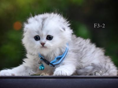 Scottish Fold Highland White Male - Scottish Fold - Gallery Photo #1