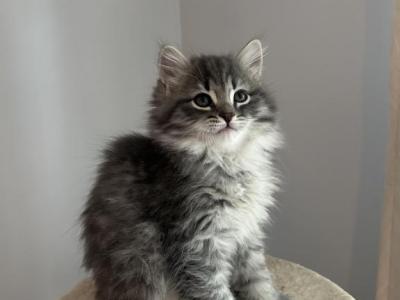 Siberian Kittens - Siberian - Gallery Photo #1