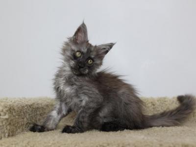 Asher - Maine Coon - Gallery Photo #1