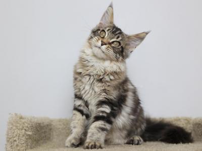 Caspian - Maine Coon - Gallery Photo #1