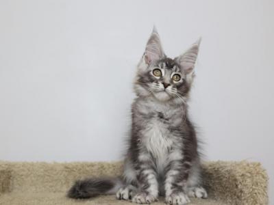 Dorian - Maine Coon - Gallery Photo #1