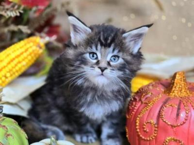 TICA Female - Maine Coon - Gallery Photo #1