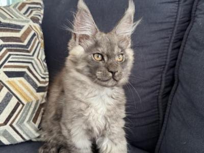 Maine Coon - Maine Coon - Gallery Photo #1