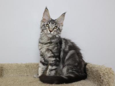 Vigo - Maine Coon - Gallery Photo #1