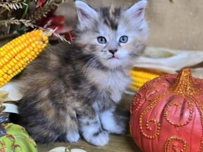 TICA Torbie Female - Maine Coon - Gallery Photo #1