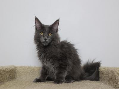 Lucifer - Maine Coon - Gallery Photo #1