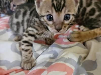 Silver  Charcoals Bengal Cuties - Bengal - Gallery Photo #1