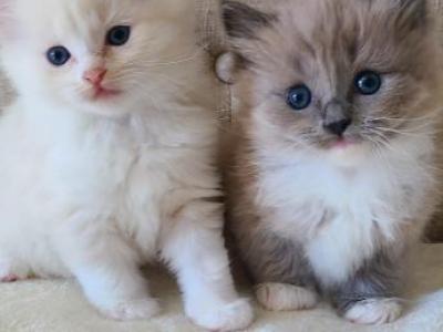 Ragdoll Male And Female - Ragdoll - Gallery Photo #1