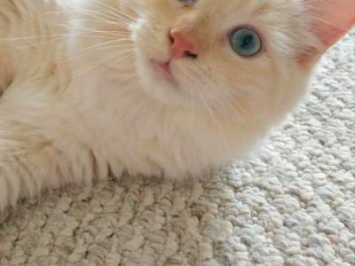 Ragdoll Maisy And Dolly Litter - Ragdoll - Gallery Photo #1