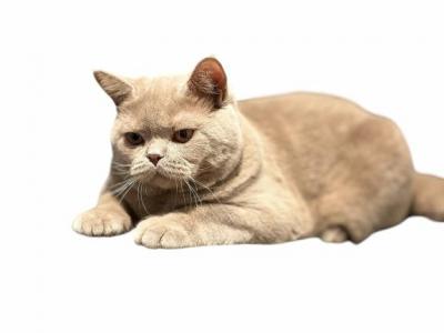 Charming Romeo Aka Charlie - British Shorthair - Gallery Photo #1