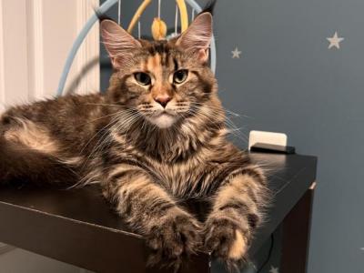 Sophia - Maine Coon - Gallery Photo #1