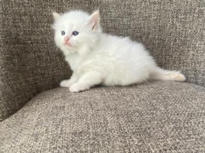 Boy Siberian Red Point Purebred - Siberian - Gallery Photo #1